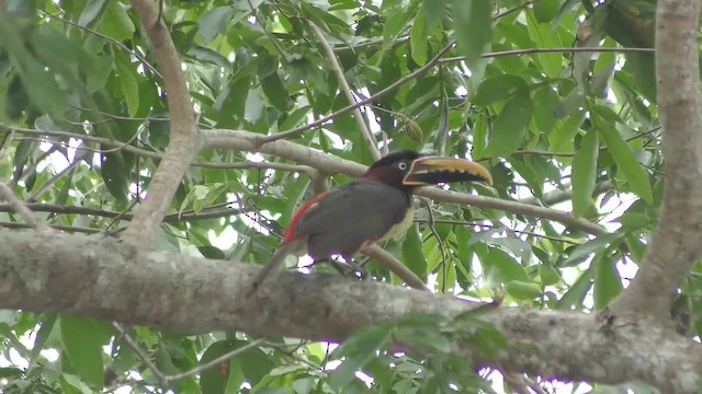 Chestnut-eared Aracari - ML201160821