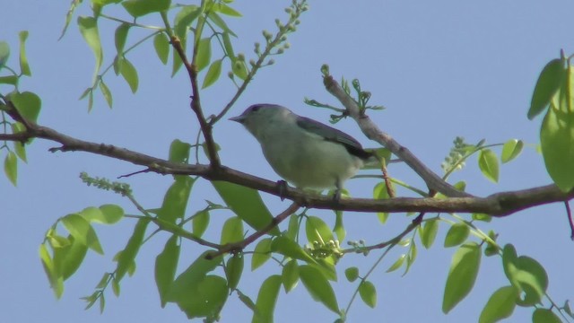 Chestnut-vented Conebill - ML201160831