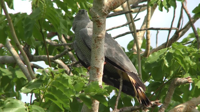 Crane Hawk - ML201160851