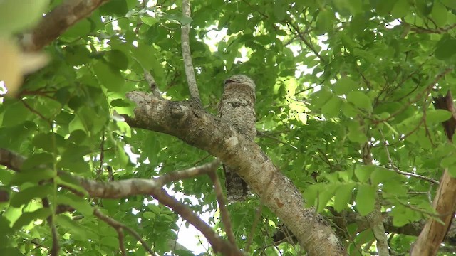 Great Potoo - ML201160961