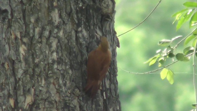Great Rufous Woodcreeper - ML201160981