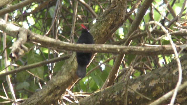 Helmeted Manakin - ML201161021
