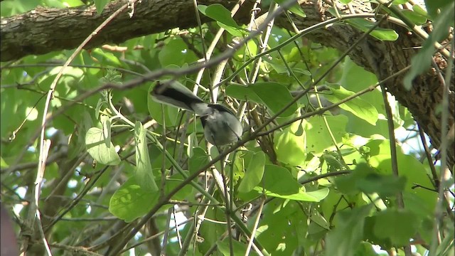 Masked Gnatcatcher - ML201161081