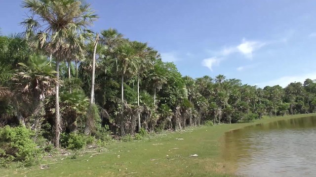 Aratinga Ñanday - ML201161091