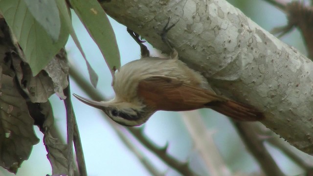 Narrow-billed Woodcreeper - ML201161101