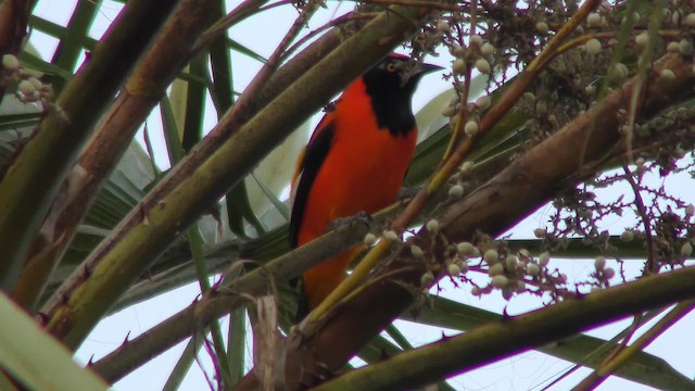 Orange-backed Troupial - ML201161121