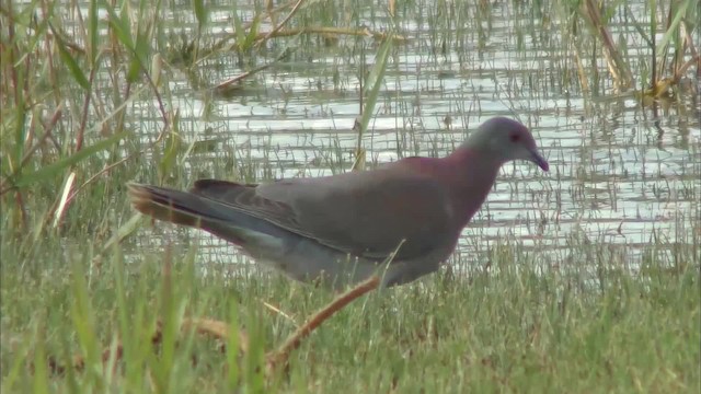 Pale-vented Pigeon - ML201161131