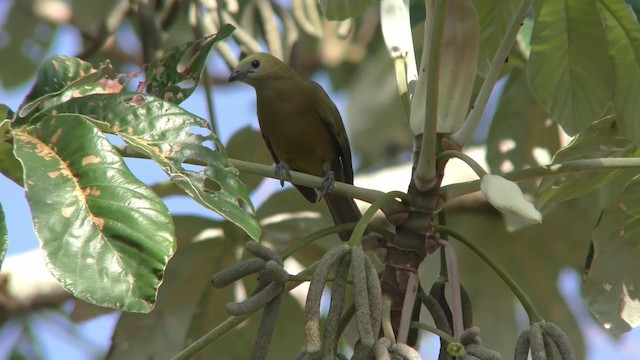 Palm Tanager - ML201161141