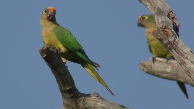 テツバシメキシコインコ - ML201161161