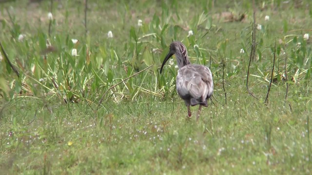 Plumbeous Ibis - ML201161171