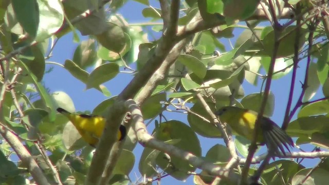 Purple-throated Euphonia - ML201161191