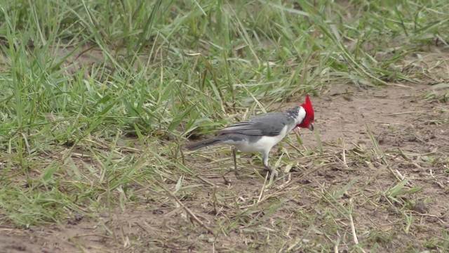 紅冠唐納雀 - ML201161221