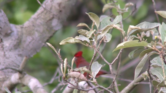 Red-crested Finch - ML201161231