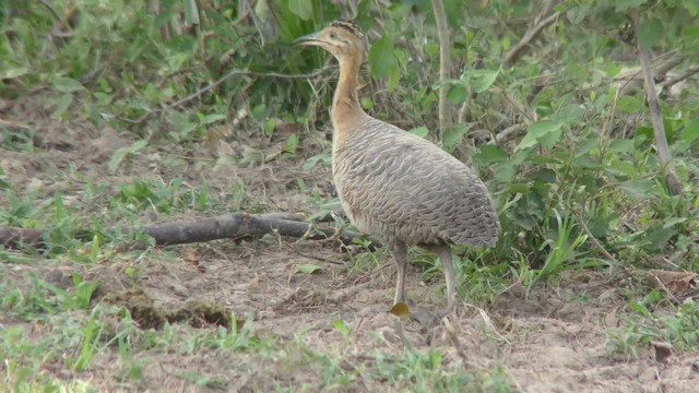 Tinamou isabelle - ML201161251
