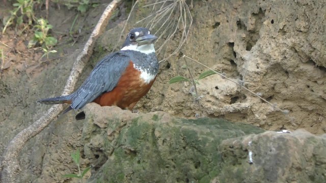 Ringed Kingfisher - ML201161261