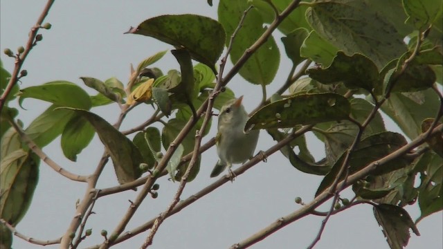 Ogilvielaubsänger - ML201161291