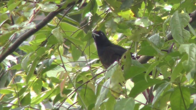 Maroon Oriole - ML201161301