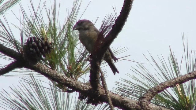 Red Crossbill - ML201161311