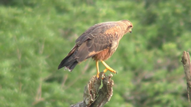 Канюк-крабоїд рудий - ML201161341