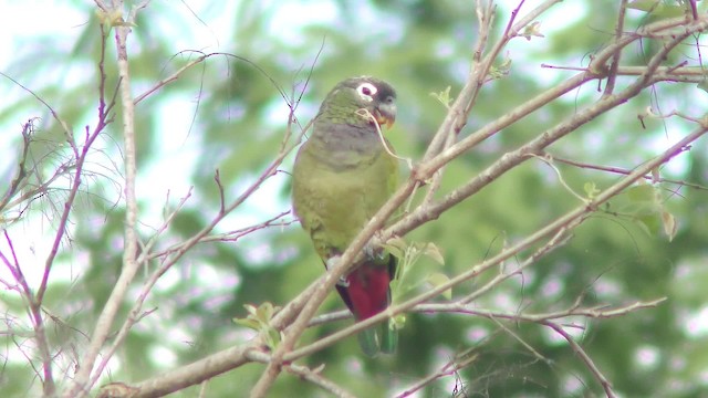 Папуга-червоногуз зеленощокий - ML201161351