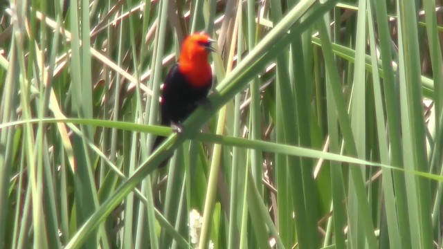 Scarlet-headed Blackbird - ML201161361