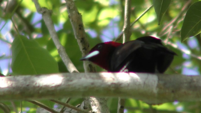 Silver-beaked Tanager - ML201161391