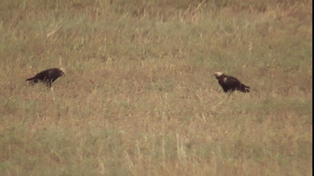 Western Marsh Harrier - ML201161861