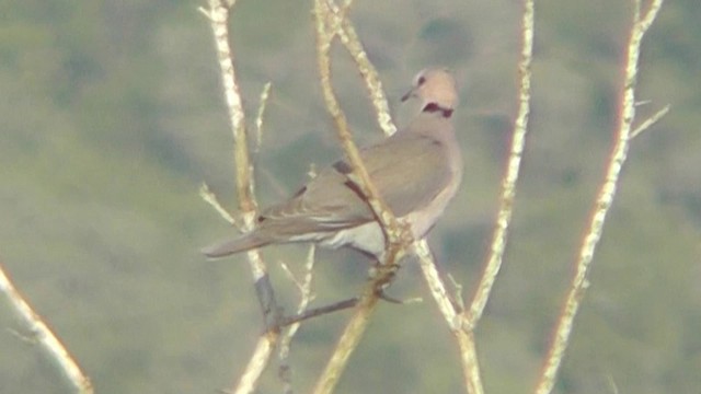 Red-eyed Dove - ML201162211