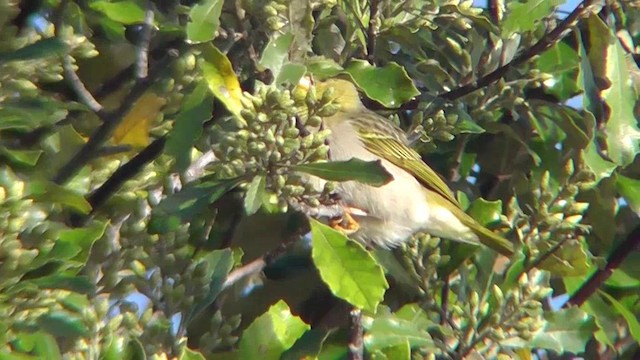 African Golden-Weaver - ML201162291