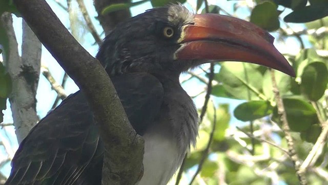 カンムリコサイチョウ - eBird