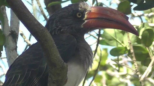 Crowned Hornbill - ML201162301