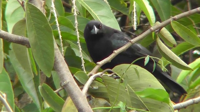 Bronzed Cowbird (Bronzed) - ML201162311