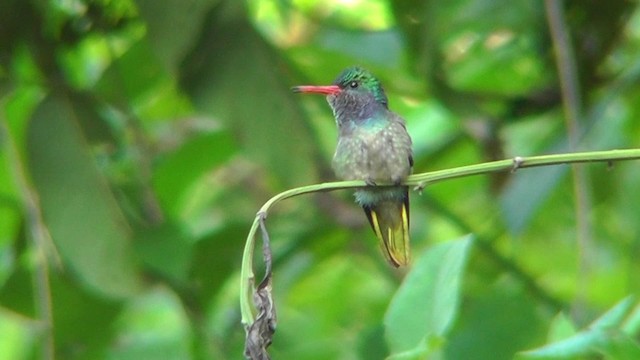 Blue-throated Goldentail - ML201162321