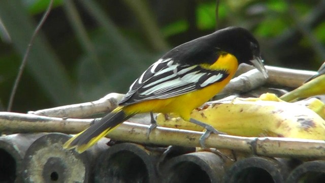 Baltimore Oriole - ML201162331