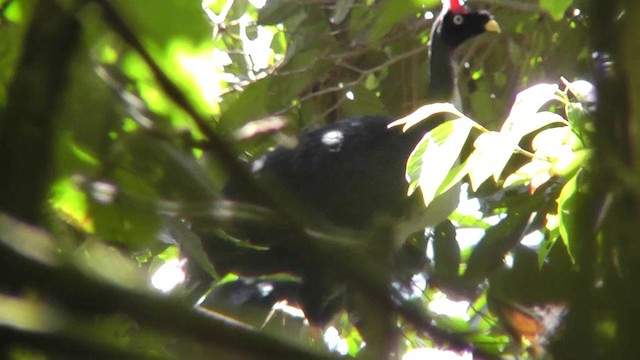 Horned Guan - ML201162351