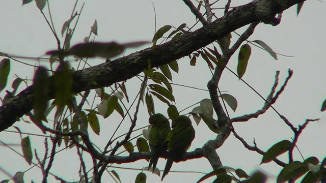 Orange-fronted Parakeet - ML201162431