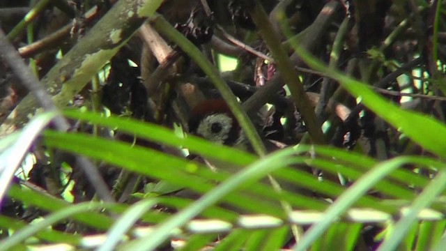 White-faced Ground-Sparrow - ML201162481