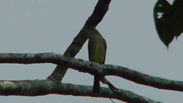 Northern Tropical Pewee - ML201162511