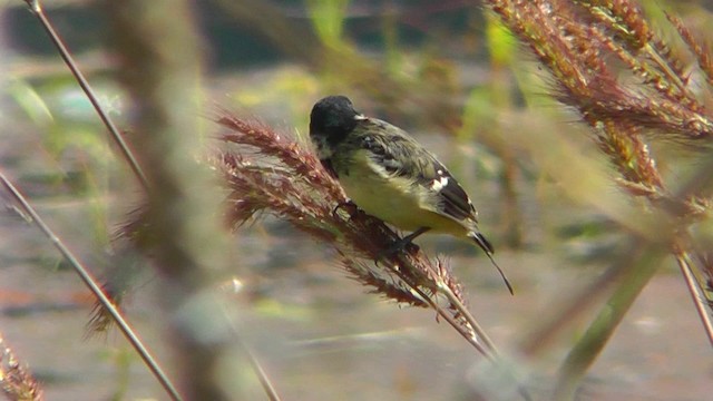 Morelet's Seedeater - ML201162561