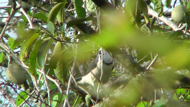 White-throated Magpie-Jay - ML201162571