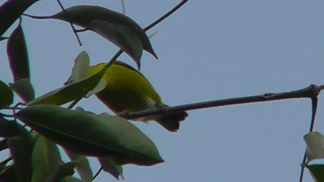 Yellow-throated Euphonia - ML201162591