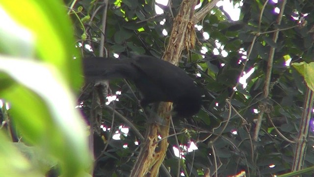 Yellow-billed Cacique - ML201162651