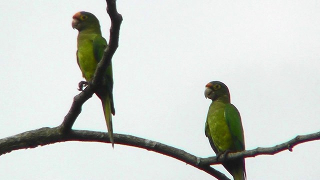 Conure à front rouge - ML201162671