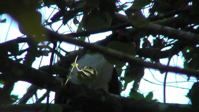 Horned Guan - ML201162711