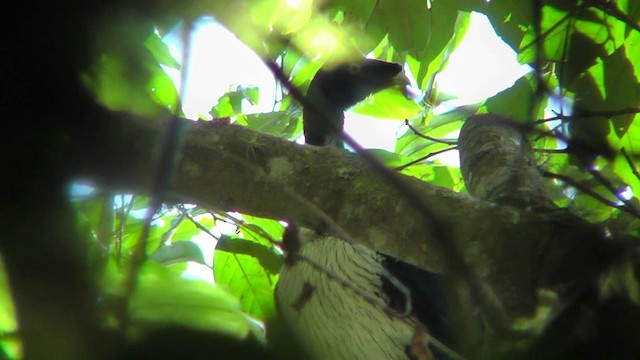 Horned Guan - ML201162741