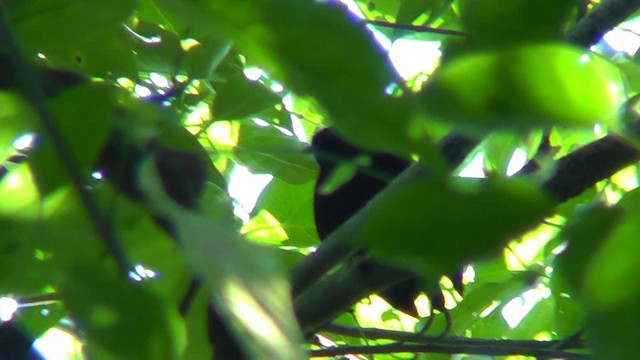 Long-tailed Manakin - ML201162751