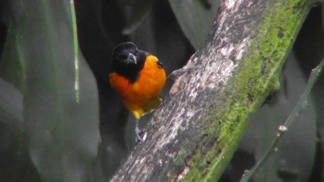 Baltimore Oriole - ML201162781