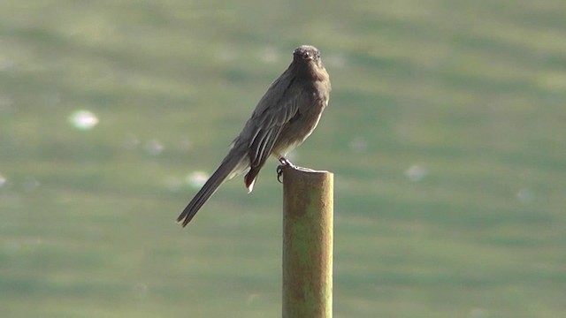 Black Phoebe - ML201162811