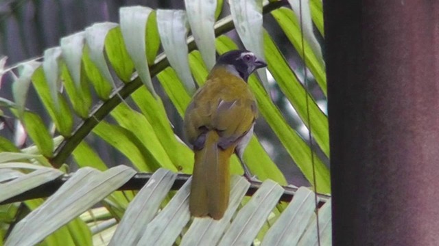 Black-headed Saltator - ML201162831