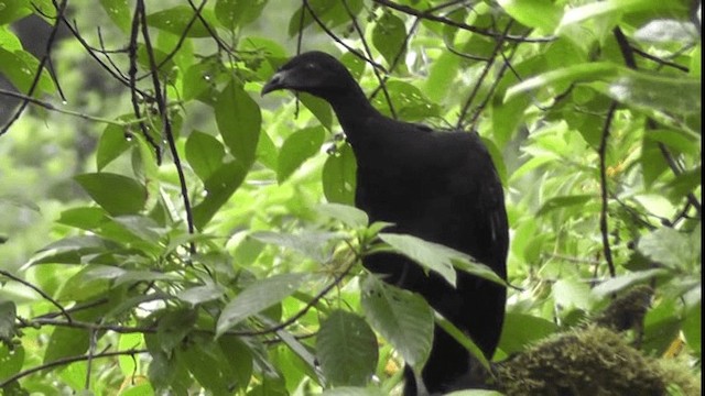 Schwarzguan - ML201162931